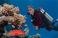 Tauchsafari im Roten Meer