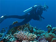 Taucher am Daedalus im Roten Meer - Tauchen mit Sportfranz F&uuml;rth